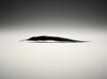 Minimalist black feather silhouette on a blurred gradient background Royalty Free Stock Photo