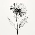 Minimalist Black Sunflower Drawing In Ebru Sidar Style