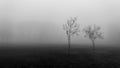 Minimalist black and white gloomy moody foggy landscape with trees Royalty Free Stock Photo