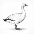 Minimalist Black And White Goose Illustration On White Background