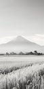 Minimalist Black And White Landscape Photography Of Mt. Fuji And Wheat Field Royalty Free Stock Photo