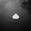 Minimalist black and white leaf floating on water, creating gentle ripples in a tranquil setting Royalty Free Stock Photo