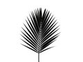 Minimalist black and white palm leaf Royalty Free Stock Photo