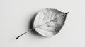 A minimalist black and white photograph showcasing a single leaf delicately positioned on a blank canvas creating a