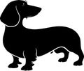 Dachshund - black and white isolated icon - vector illustration