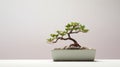 Minimalist Bonsai Tree In Ceramic Pot - Associated Press Photo