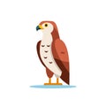 Minimalist brown and white hawk bird illustration in modern flat design style Royalty Free Stock Photo
