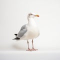 Minimalist Celebrity Portrait: White Gull In Front Of White Wall