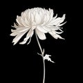 Minimalist Chrysanthemum: Abstract Vector Illustration On Black Background