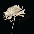 Minimalist Chrysanthemum Flower Vector Illustration On Black Background