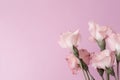 minimalist composition with eustoma bloom and text overlay