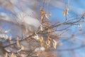 Minimalist composition features repetitive patterns under soft blue sky, Versatile image capturing backlit seedpods and branches Royalty Free Stock Photo