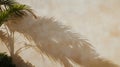 Palm Leaf Shadow on Beige Wall Good Resolution Stock Photo Royalty Free Stock Photo