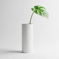 A minimalist composition featuring a single Monstera leaf (Monstera deliciosa) elegantly placed in Royalty Free Stock Photo