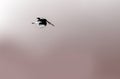 Minimalist composition with Magpie bird flying in the empty sky. Royalty Free Stock Photo
