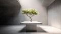 Minimalist Concrete Interior With A Small Tree On A Central Table Under Spotlight Royalty Free Stock Photo