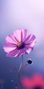 Minimalist Cosmos Flower Mobile Wallpaper For Best And Tcl 8-series