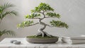 Minimalist Indoor Bonsai Tree with Twisted Trunk on Marble Table Royalty Free Stock Photo