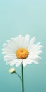 Minimalist Daisy Mobile Wallpaper For Distinctive And Samsung Tu7000