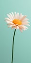 Minimalist Daisy Mobile Wallpaper For Distinctive And Tcl 8-series