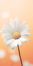 Minimalist Daisy Mobile Wallpaper For Distinctive And Tcl 8-series