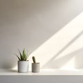 Minimalist Elegance: Still Life of Micro Cement Wall and Cactus in a High-End Environment