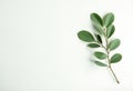 Minimalist Flat Lay Composition of Fresh Green Eucalyptus Branches on a Clean White Background with Copy Space Royalty Free Stock Photo