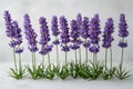 Minimalist flat lay of lavender flowers and stems on a white background. Royalty Free Stock Photo