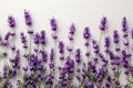 Minimalist flat lay of lavender flowers and stems on a white background. Royalty Free Stock Photo