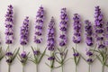 Minimalist flat lay of lavender flowers and stems on a white background. Royalty Free Stock Photo