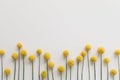 Minimalist floral background with yellow dried flowers craspedia. Simplicity natural plant