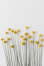 Minimalist floral and botanical background with yellow dried flowers craspedia. Simplicity natural decoration plant