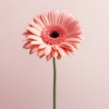 Minimalist Gerbera Daisy On Pink Background - Ultra Realistic 3d Render