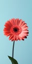 Minimalist Gerbera Flower Vector Illustration For Mobile Wallpaper