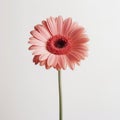 Minimalist Gerbera Flower On White Background