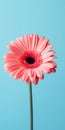 Minimalist Gerbera Mobile Wallpaper Pink Flower On Blue Background