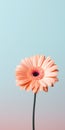 Minimalist Gerbera Mobile Wallpaper In Pink On Pale Blue Background