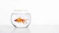 Minimalist Goldfish In Glass Bowl: A Captivating Image Of Serenity