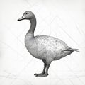 Minimalist Goose Illustration In Black Contour Lines