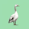 Minimalist Goose Sketch In Green And White With Thick Lines In 8k Quality