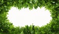 Minimalist Greenery Frame with Central Negative Space for Text or Design Royalty Free Stock Photo
