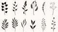 Minimalist Hand Drawn Plant Silhouettes: Black And Beige Vector Illustration