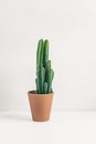 minimalist, home office, minimalism, succulent, office space, cactus, plant, green, nature, house, home, detail, botanical, botany Royalty Free Stock Photo