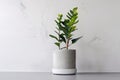 minimalist houseplant in modern concrete flowerpot