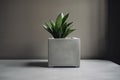 minimalist houseplant in modern concrete flowerpot