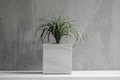 minimalist houseplant in modern concrete flowerpot
