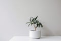 minimalist houseplant in simple white planter