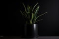 minimalist houseplant in sleek black pot