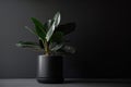 minimalist houseplant in sleek black pot