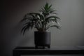 minimalist houseplant in sleek black pot
